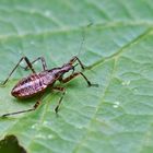 Baum-Sichelwanze (Himacerus apterus), Nymphe