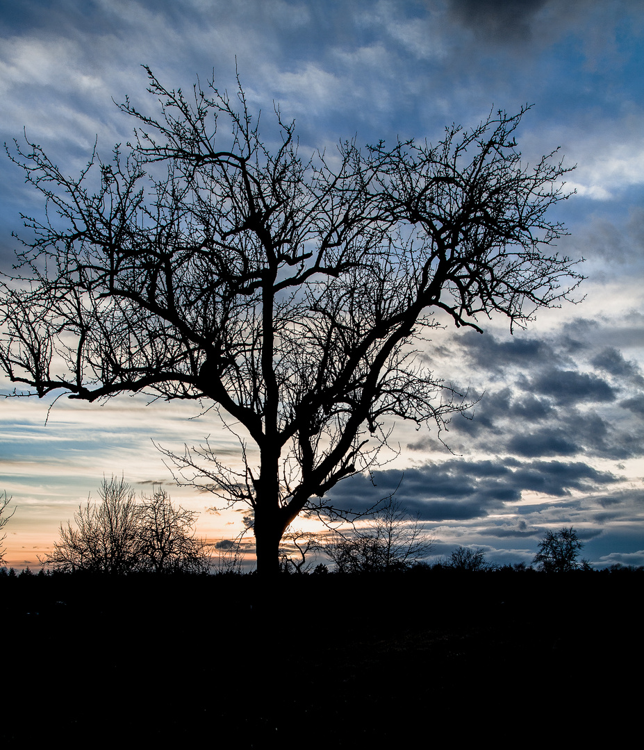 Baum Silhouette