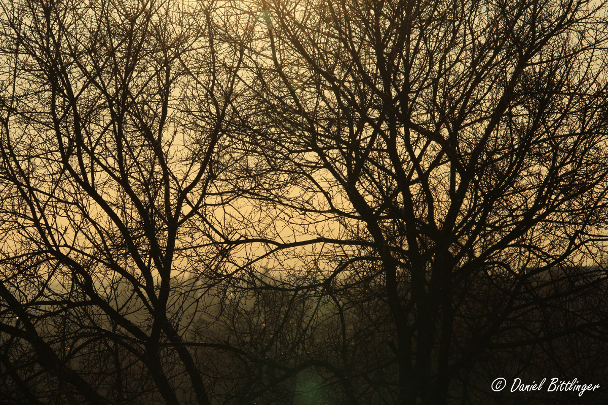 Baum Silhouette im Gegenlicht mit leichter Lichtreflektion