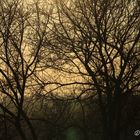 Baum Silhouette im Gegenlicht mit leichter Lichtreflektion