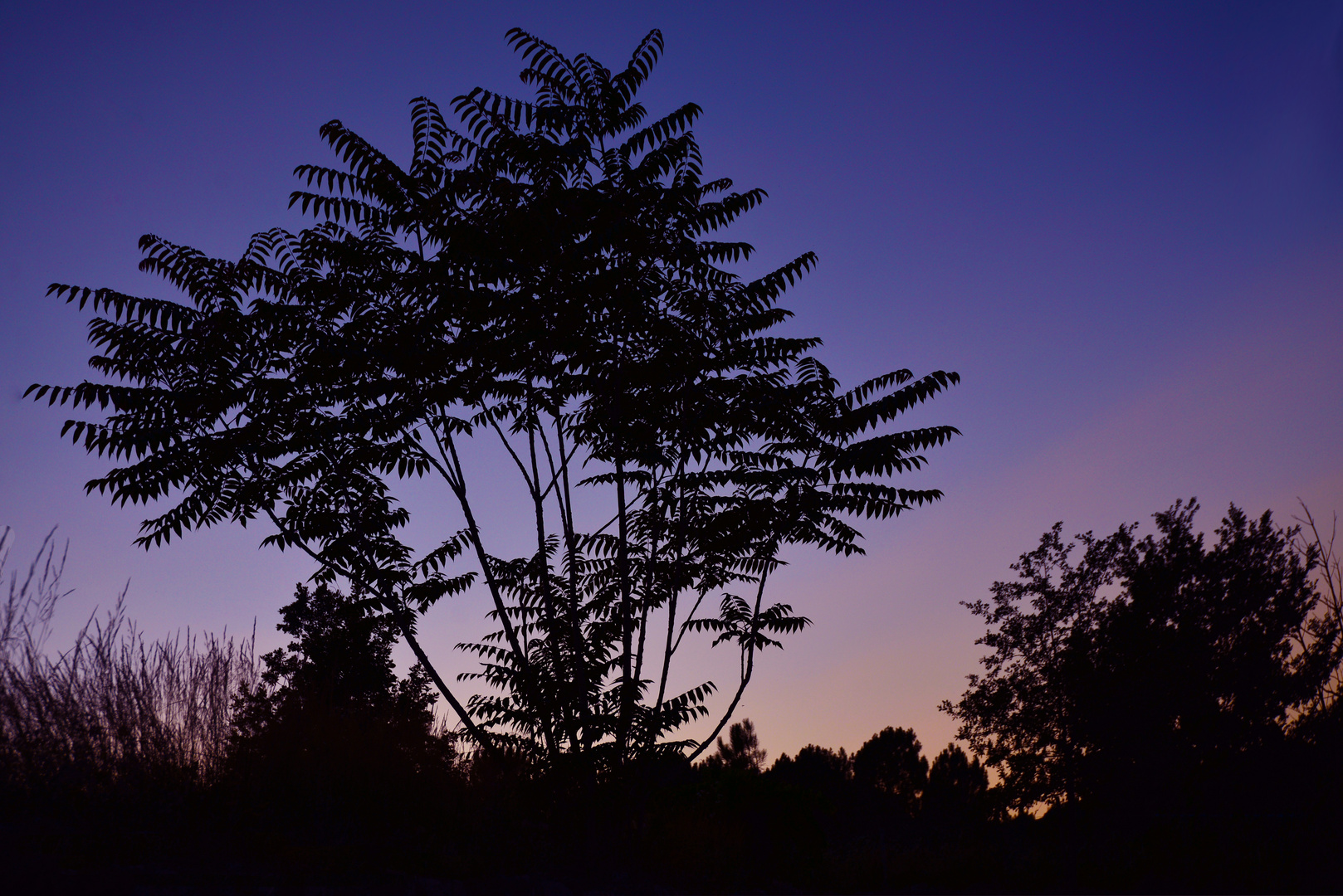 Baum Silhouette in der Blauen Stunde