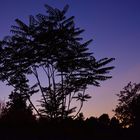 Baum Silhouette in der Blauen Stunde