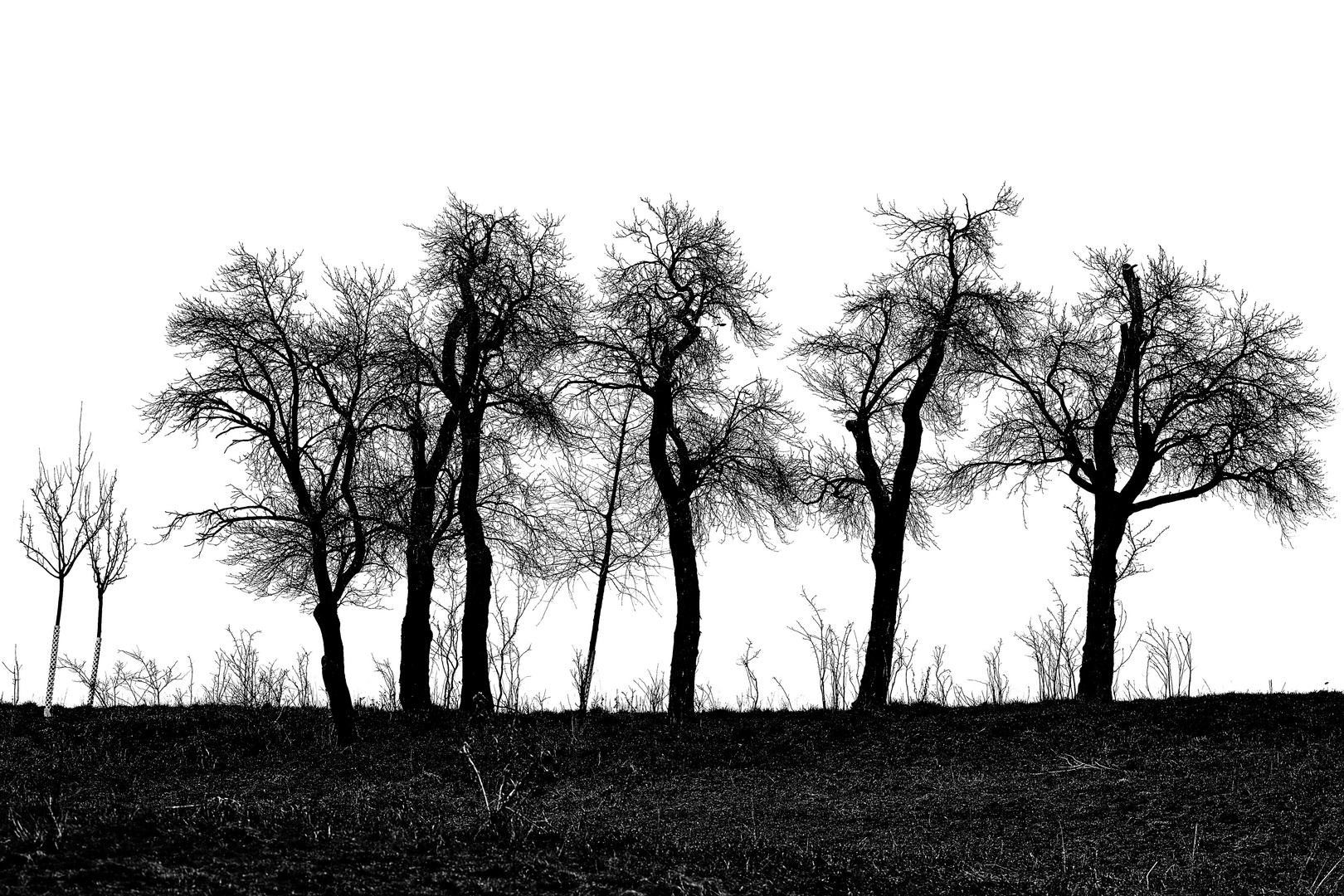 Baum-Silhouetten (1/2)