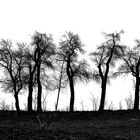 Baum-Silhouetten (1/2)