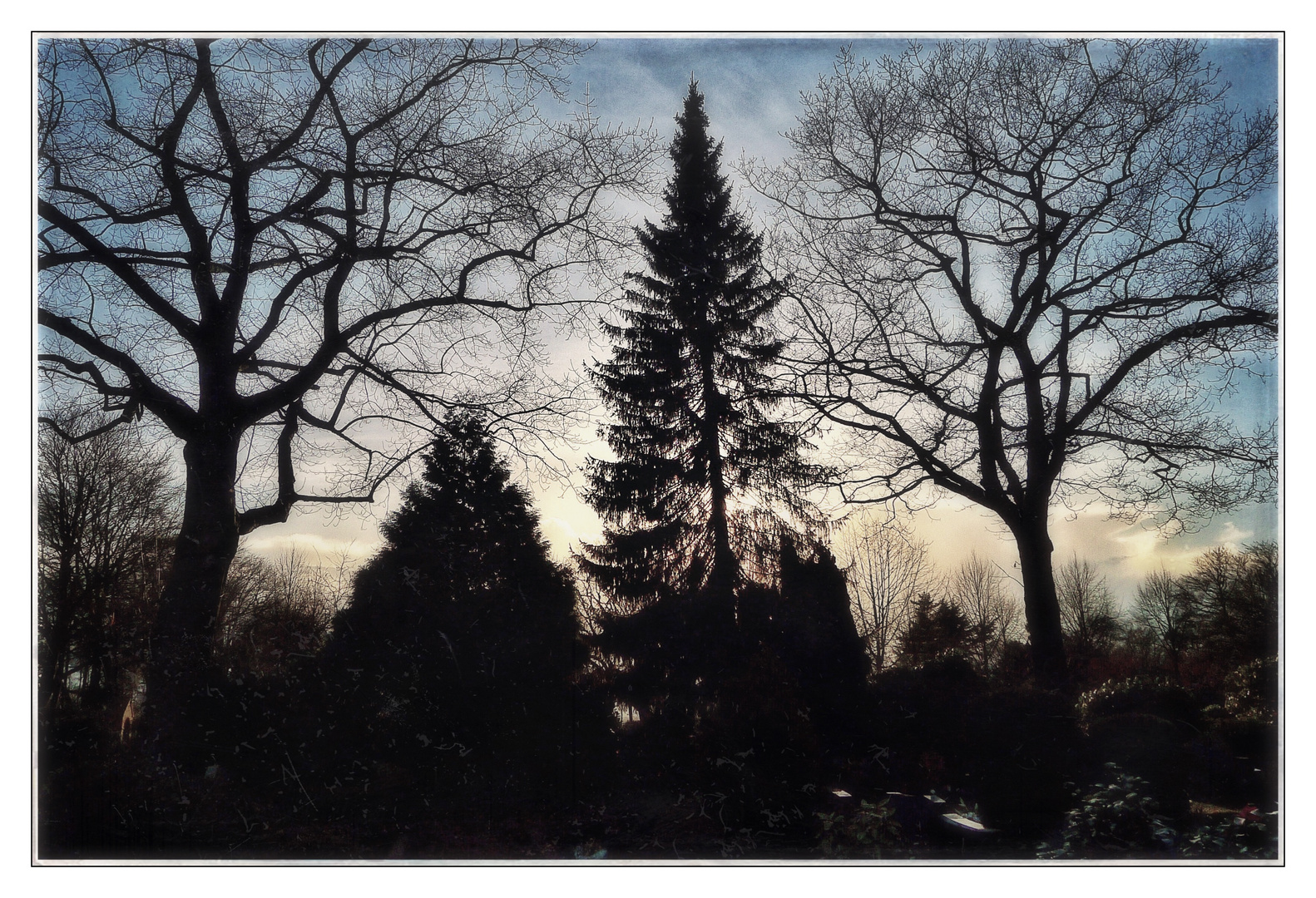 Baum Silhouetten