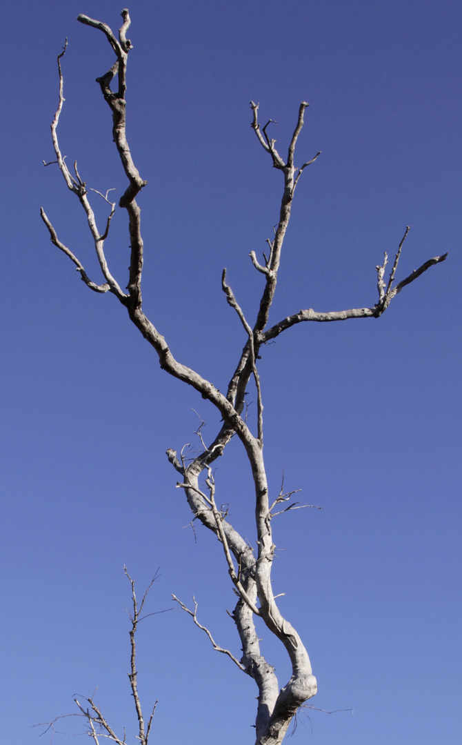 baum-skulptur