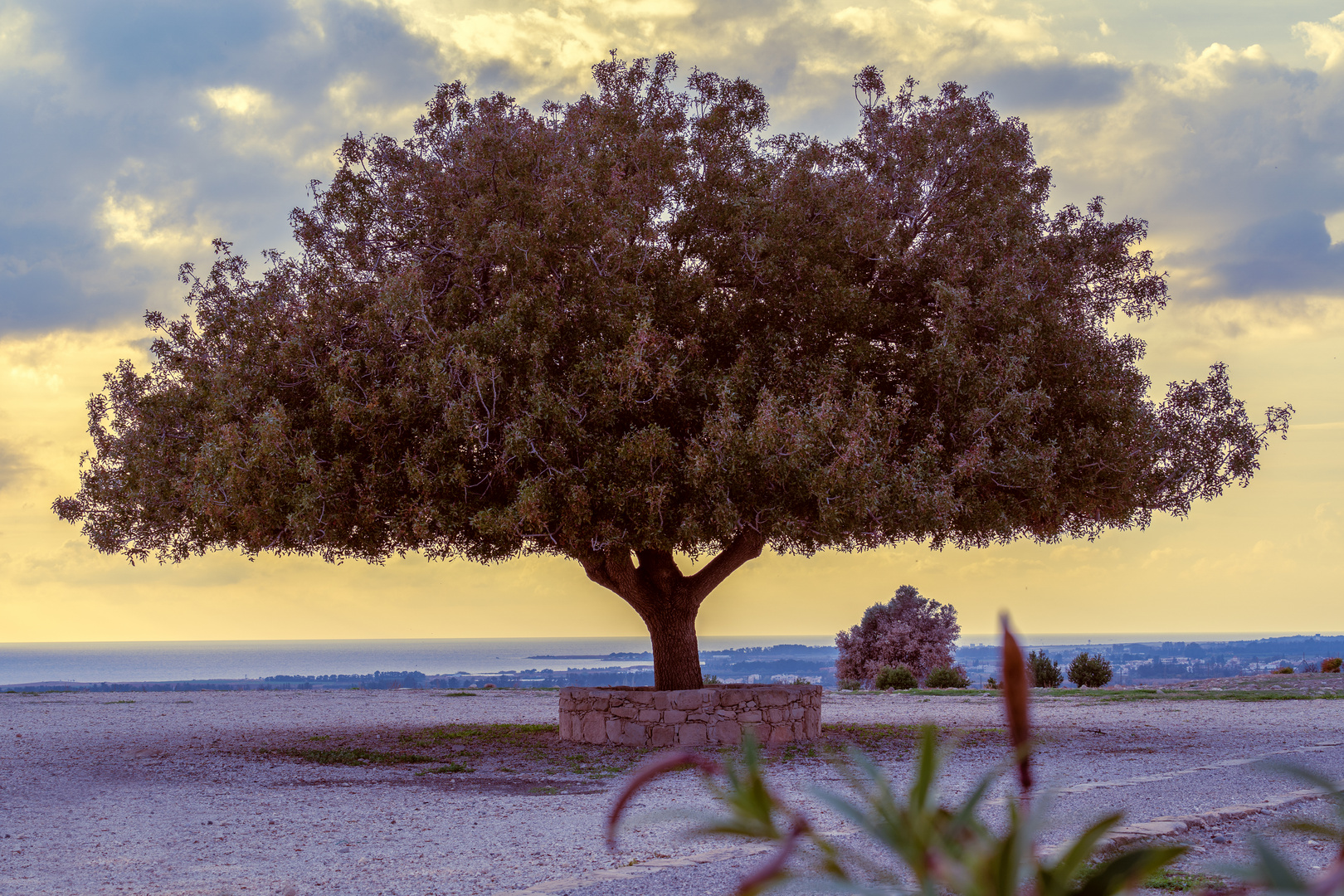 Baum so groß wie das Bild