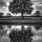 Baum Solitär