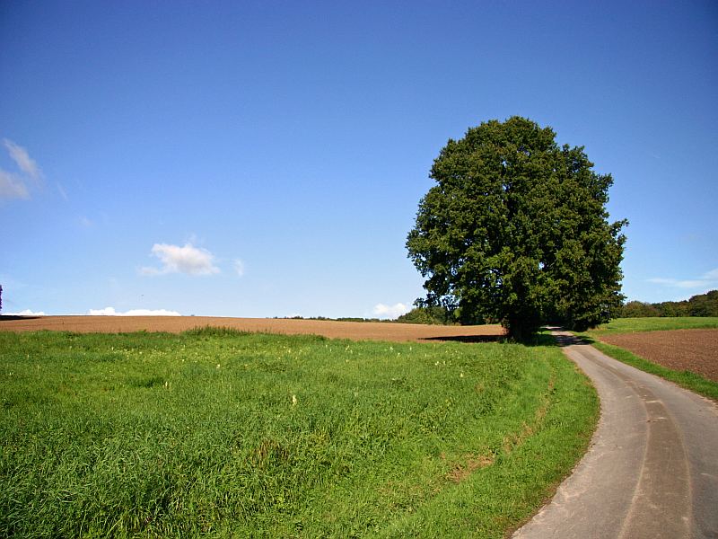 Baum Sommer 2005