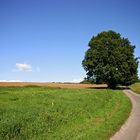 Baum Sommer 2005