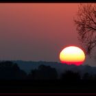 Baum + Sonne + Abend