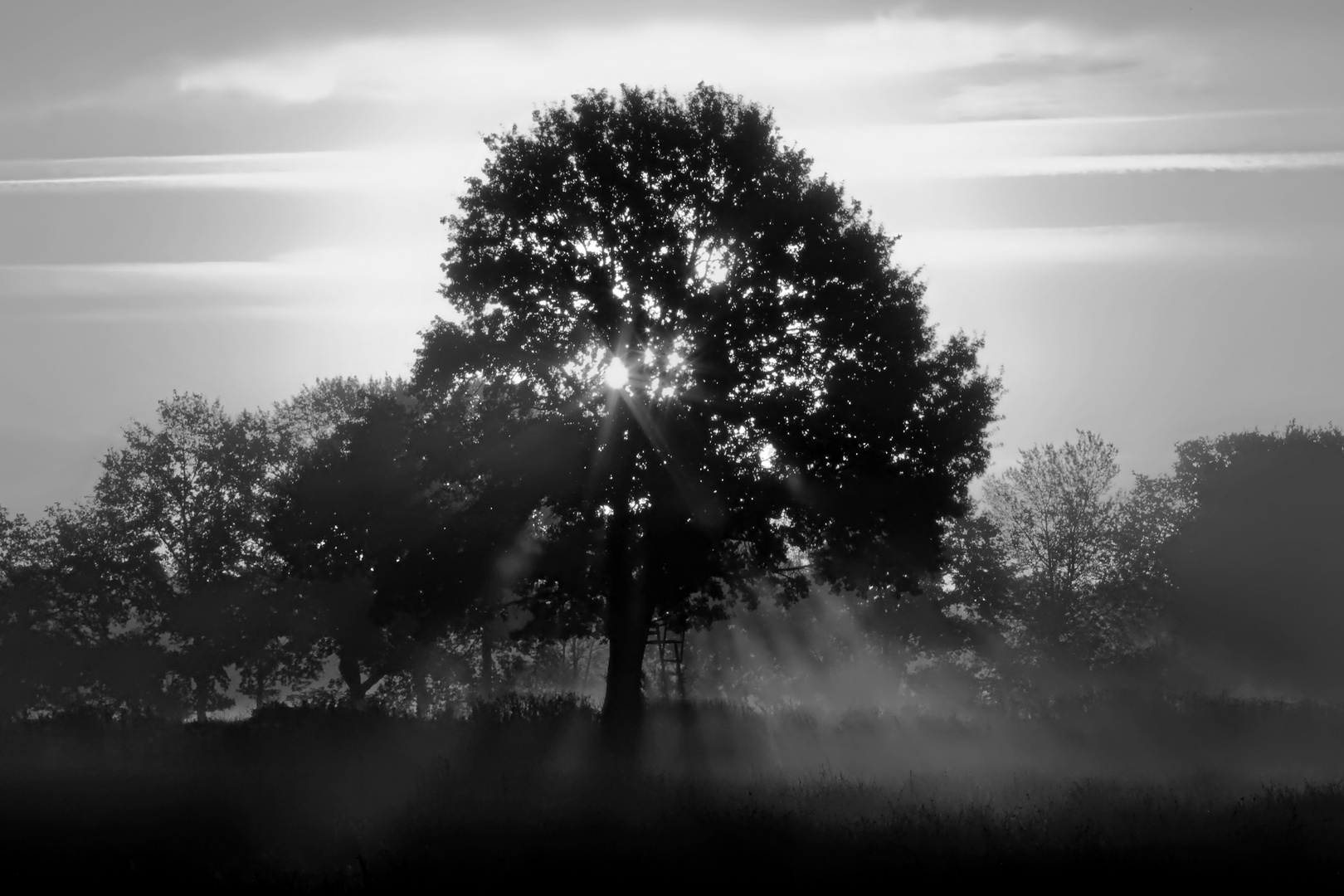 Baum-Sonne-Nebel  .  tree-sun-fog