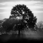 Baum-Sonne-Nebel  .  tree-sun-fog