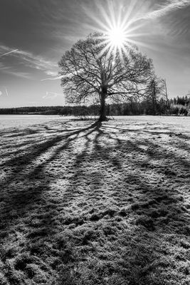 Baum, Sonne und Frost