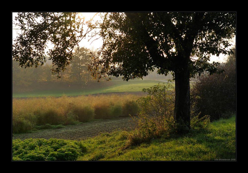 Baum, Spargel, Mücken