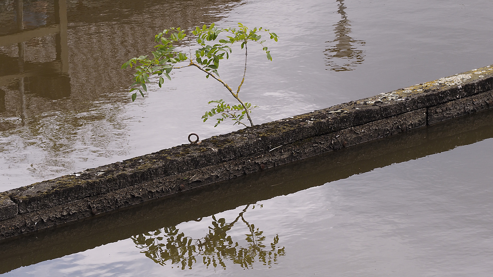 Baum-Spiegelei vor dem Neuharlingersieler Schöpfwerk