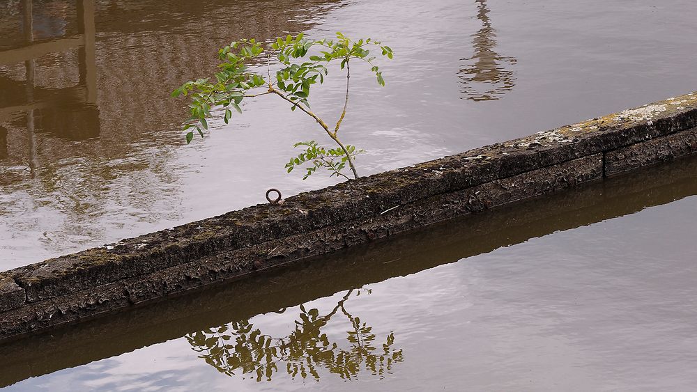 Baum-Spiegelei vor dem Neuharlingersieler Schöpfwerk