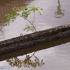 Baum-Spiegelei vor dem Neuharlingersieler Schöpfwerk