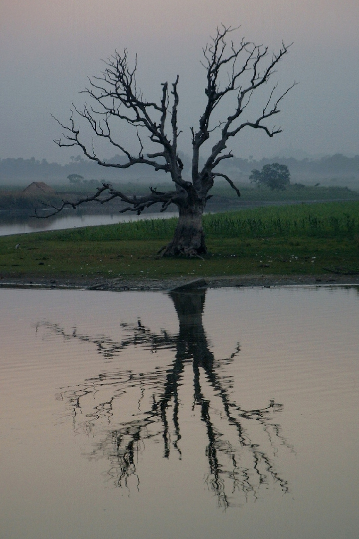Baum spiegelt sich