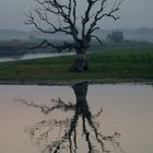 Baum spiegelt sich