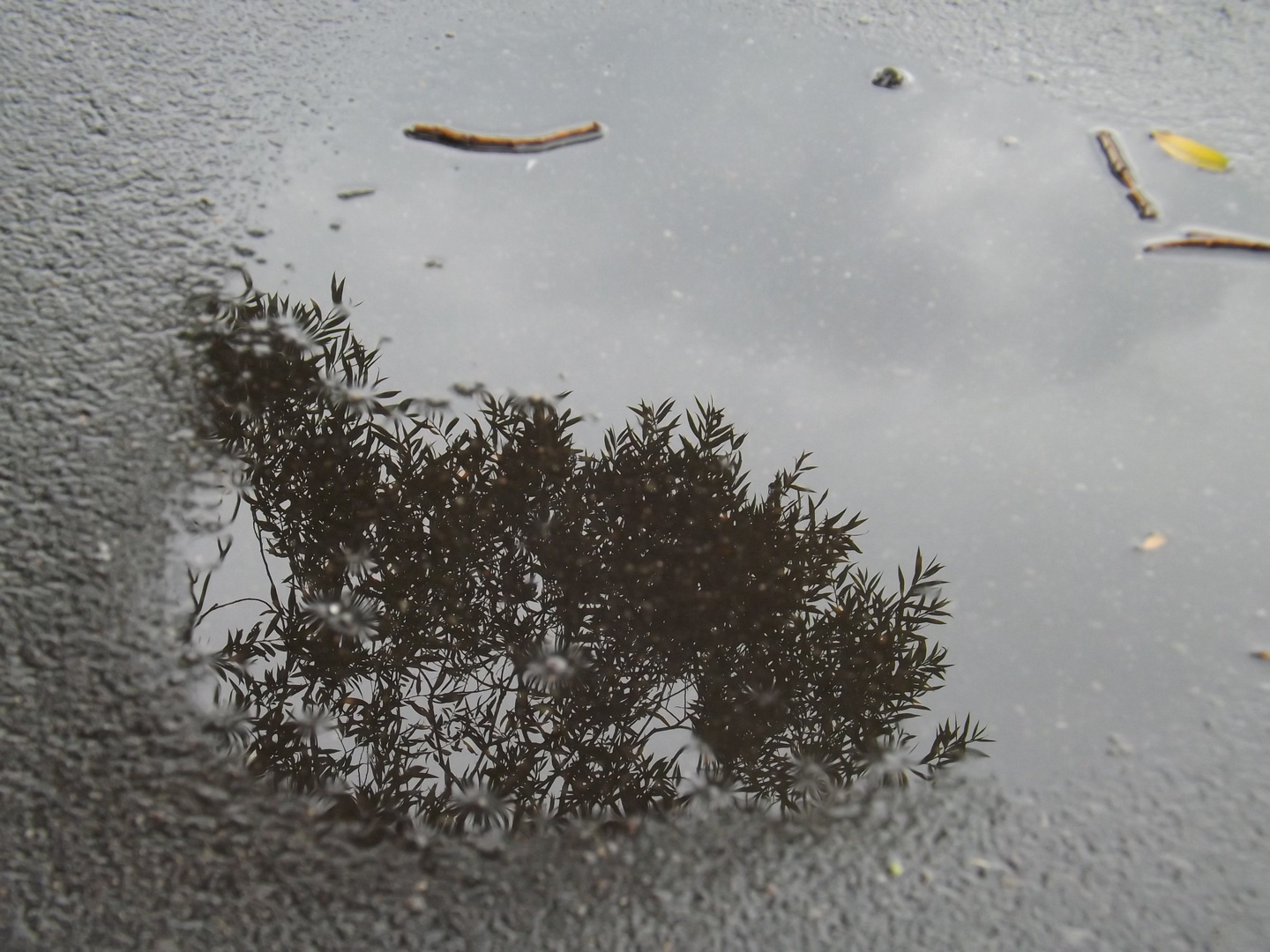 Baum spiegelt sich in Pfütze