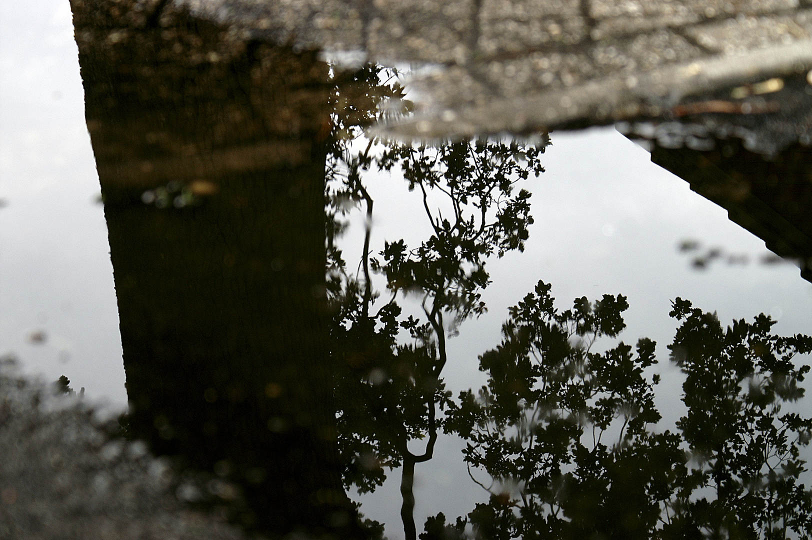 Baum Spiegelt sichh in Pfütze