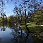 Baum Spiegelung