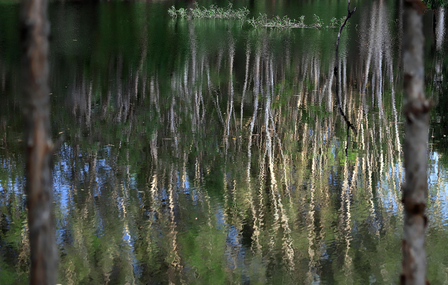 baum spiegelung