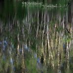 baum spiegelung