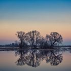 Baum Spiegelung an der Elbe