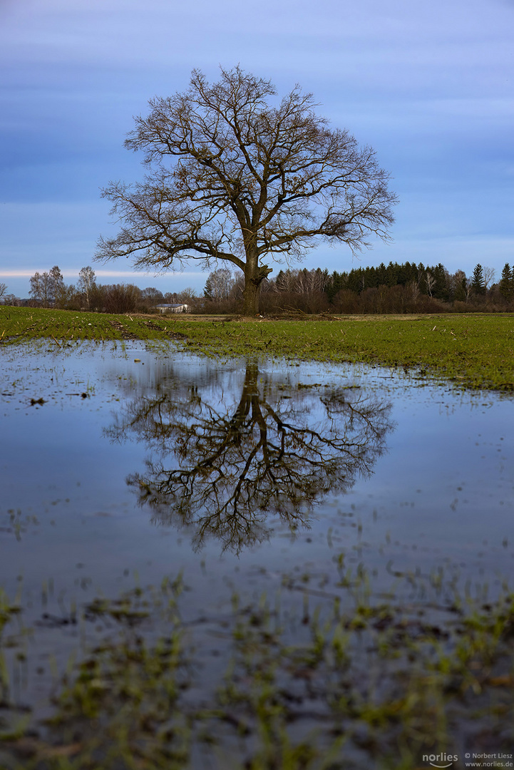 Baum Spiegelung auf dem Felde