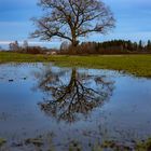 Baum Spiegelung auf dem Felde