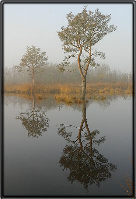 Baum-Spiegelung