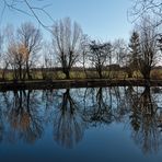 Baum-Spiegelung