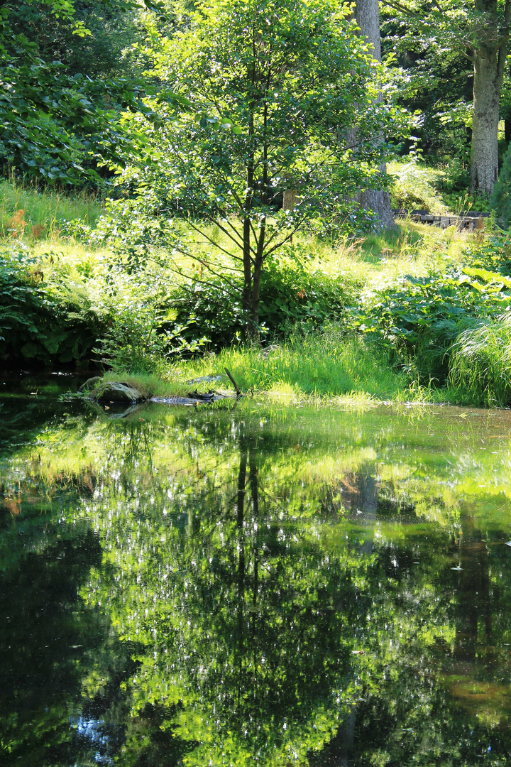 Baum - Spiegelung im See