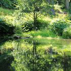 Baum - Spiegelung im See