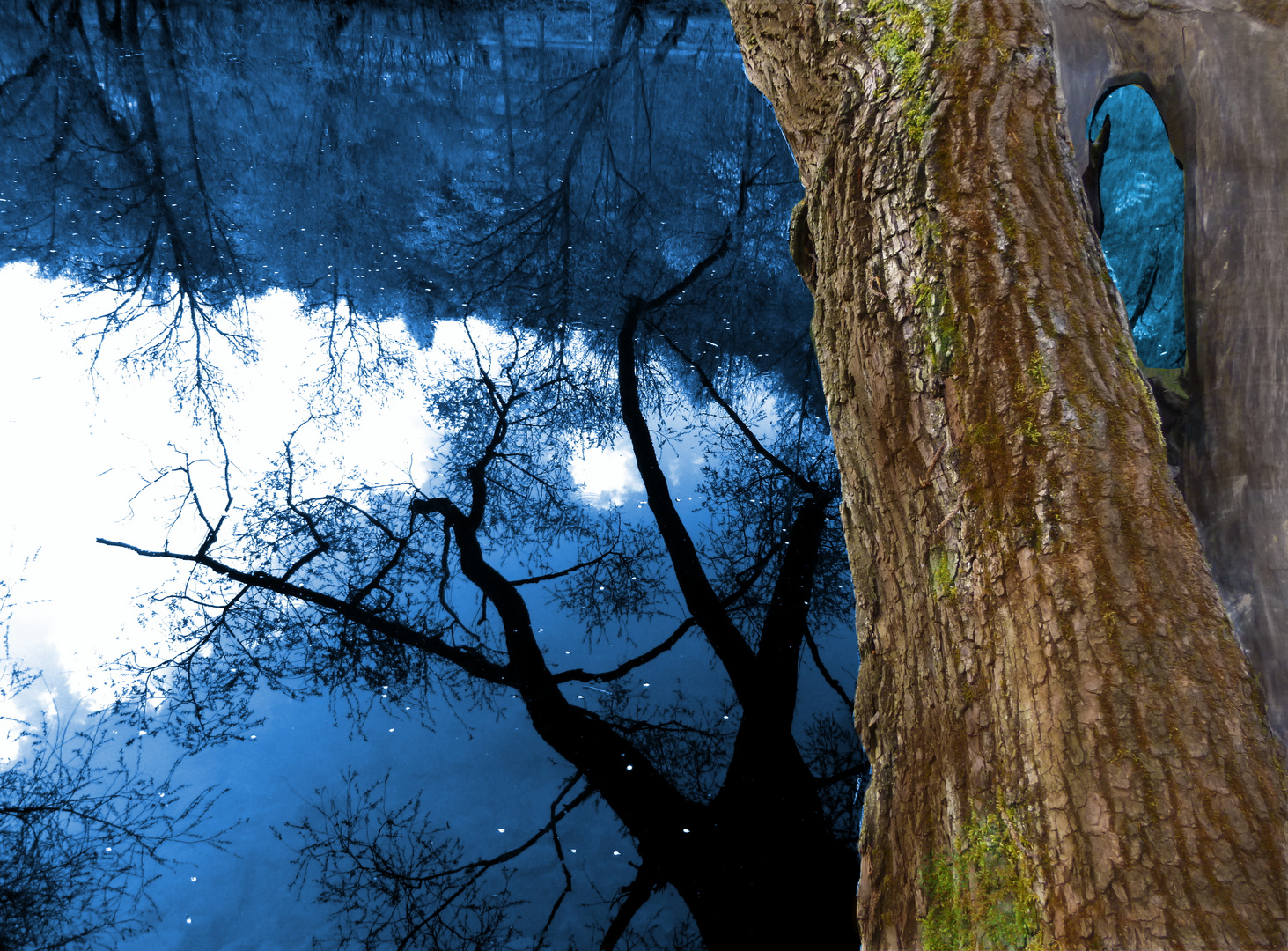 Baum: Spiegelung im Wasser I Bildbearbeitung