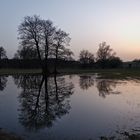 Baum-Spiegelung nach Sonnenuntergang