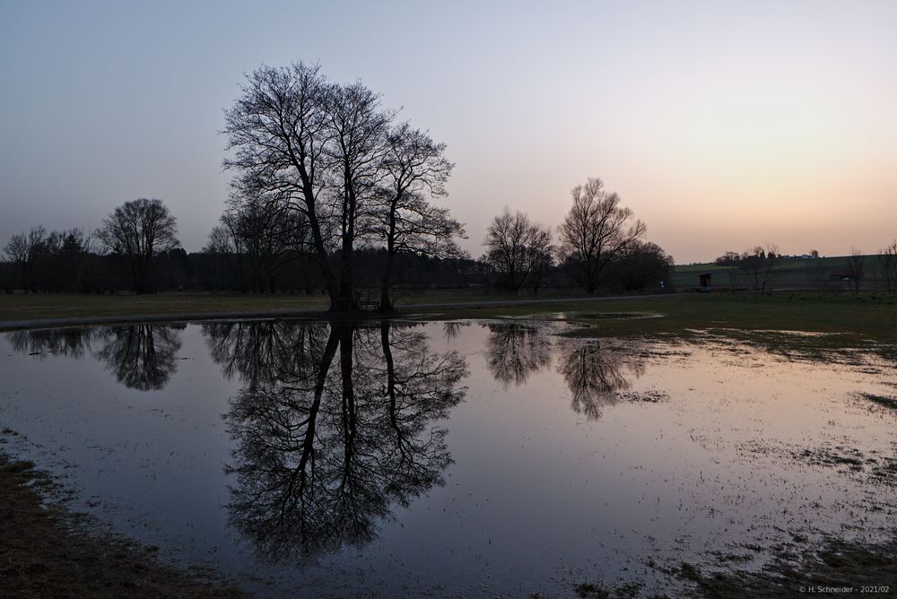 Baum-Spiegelung nach Sonnenuntergang