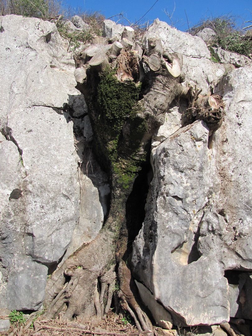 Baum sprengt Felsen