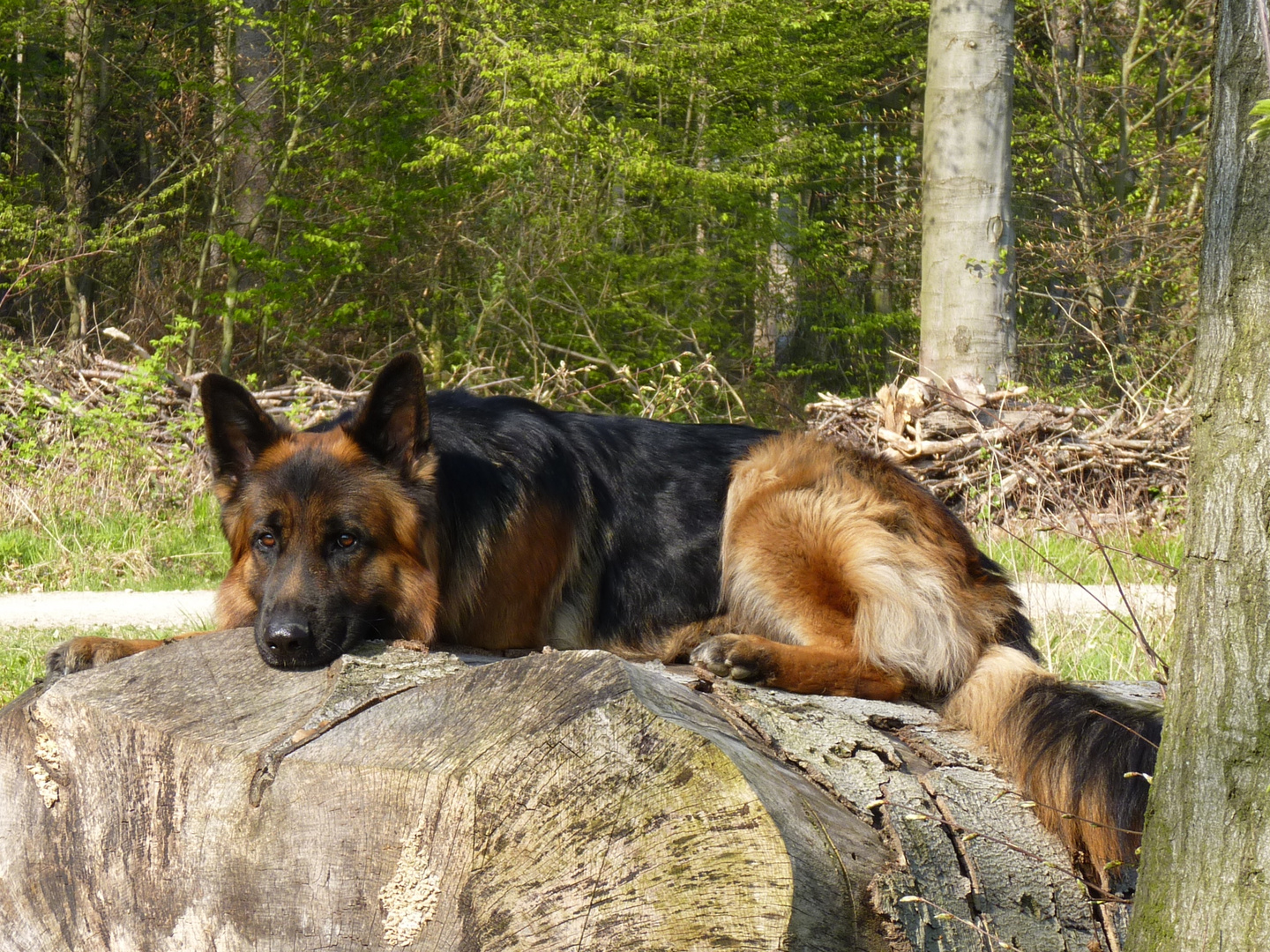 Baum-Stamm-Baum