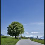 baum - strom - berg - kirche