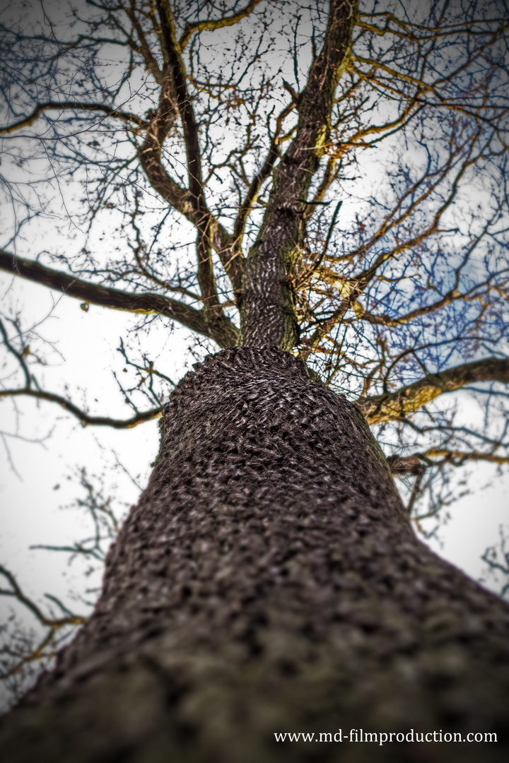 Baum Struktur 2