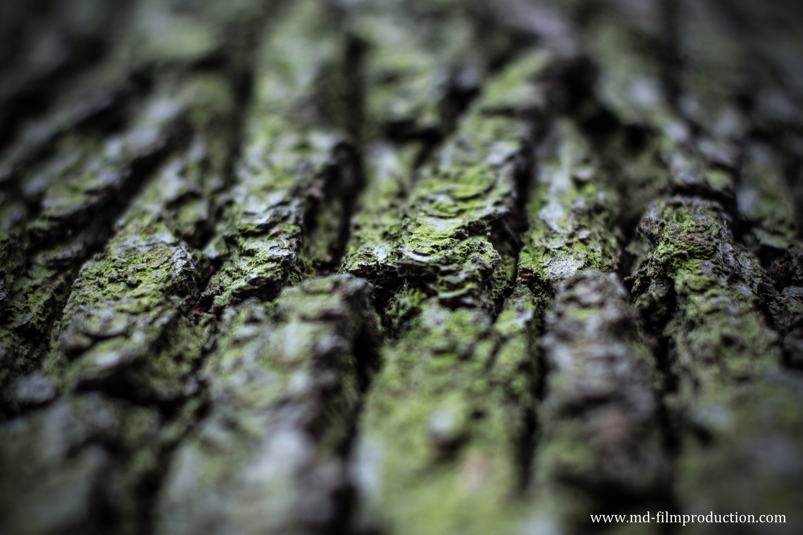 Baum Struktur