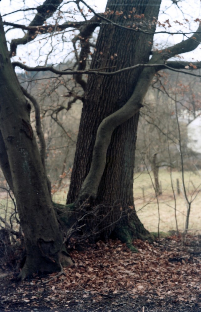 Baum Strukturen