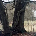 Baum Strukturen