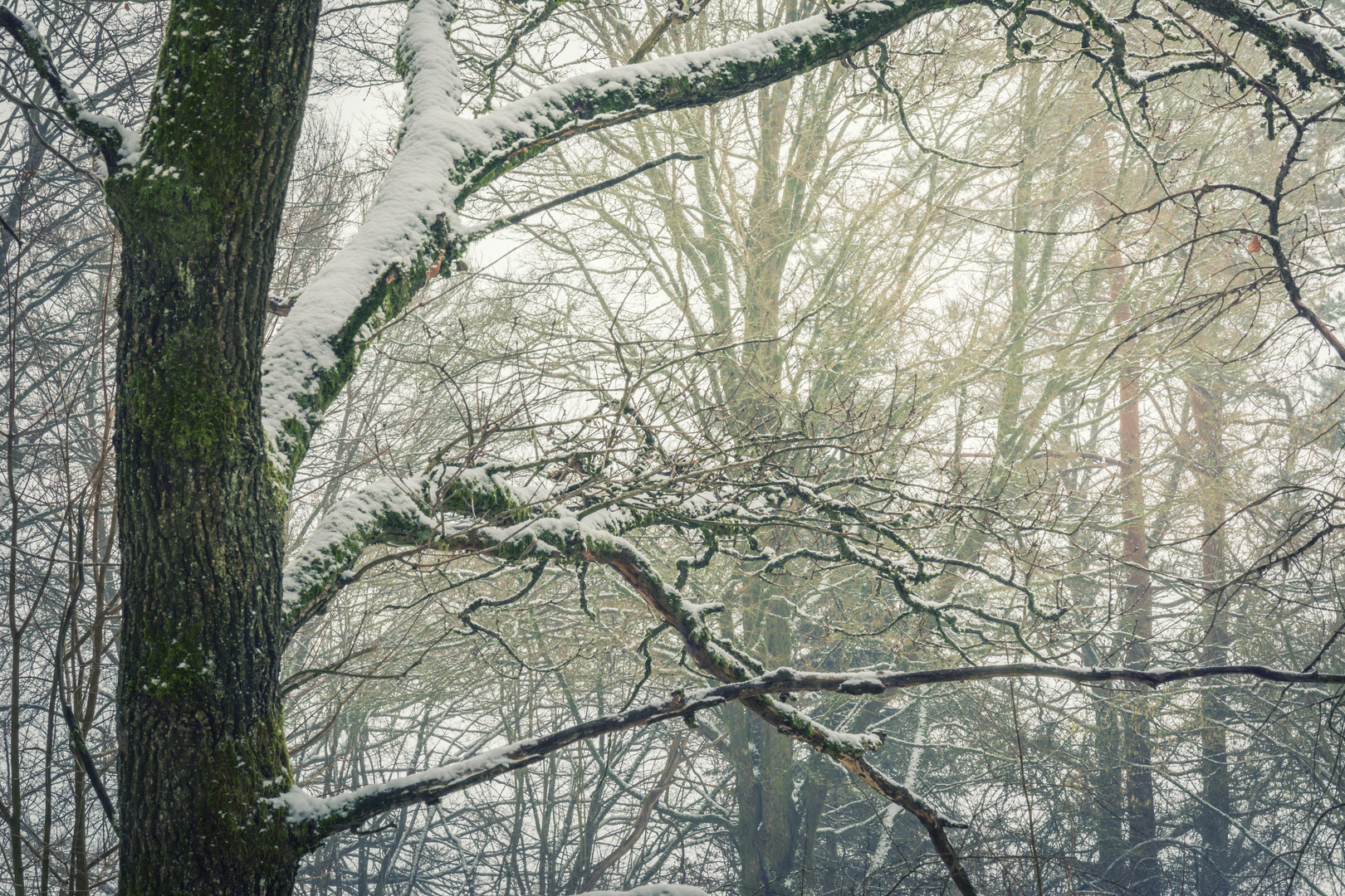 Baum Strukturen im Winter