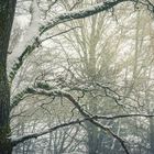 Baum Strukturen im Winter