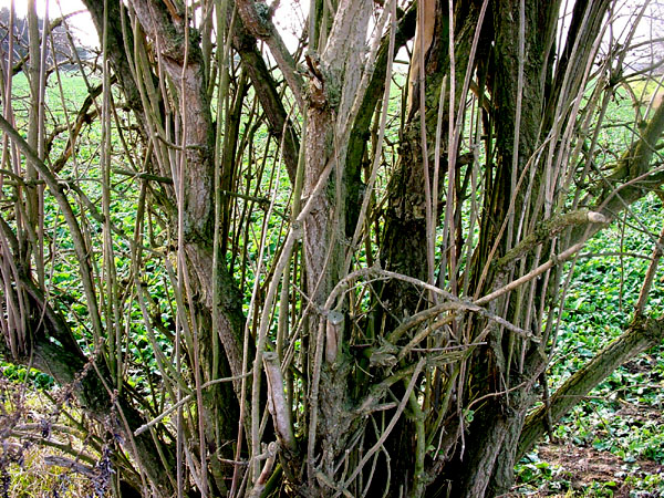 Baum, Stuktur