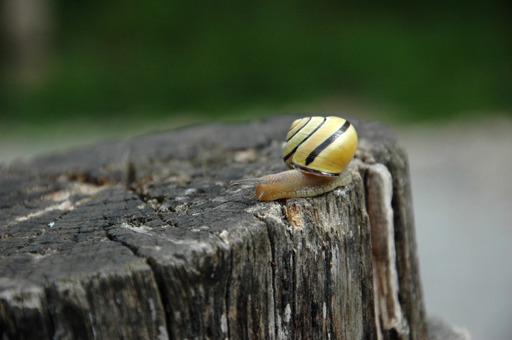 Baum stumpf, Schnecke scharf